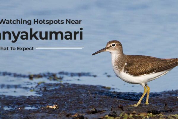 Bird Watching Hotspots Near Kanyakumari And What To Expect.