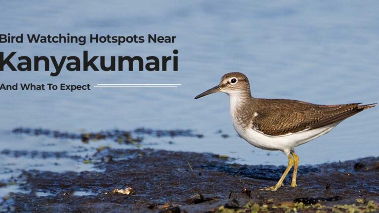 Bird Watching Hotspots Near Kanyakumari And What To Expect